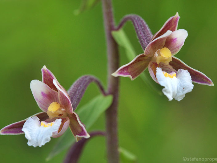 Orchidee spontanee